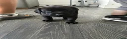Mixed Breed dogs for sale: Mastiff x puppies  - Advert 8