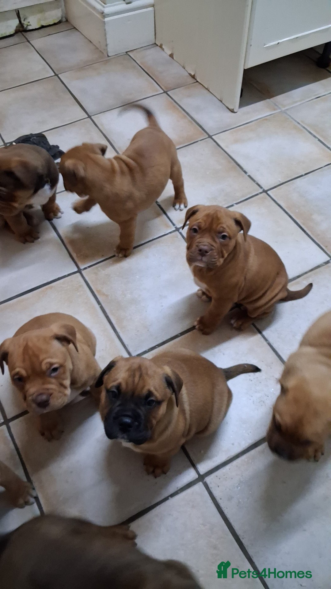 English Bulldog dogs for sale: Beautiful bulldog x rotty mastiff - Advert 8