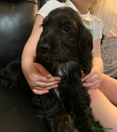 Cocker Spaniel dogs READY NOW LAST GIRL - Advert 1