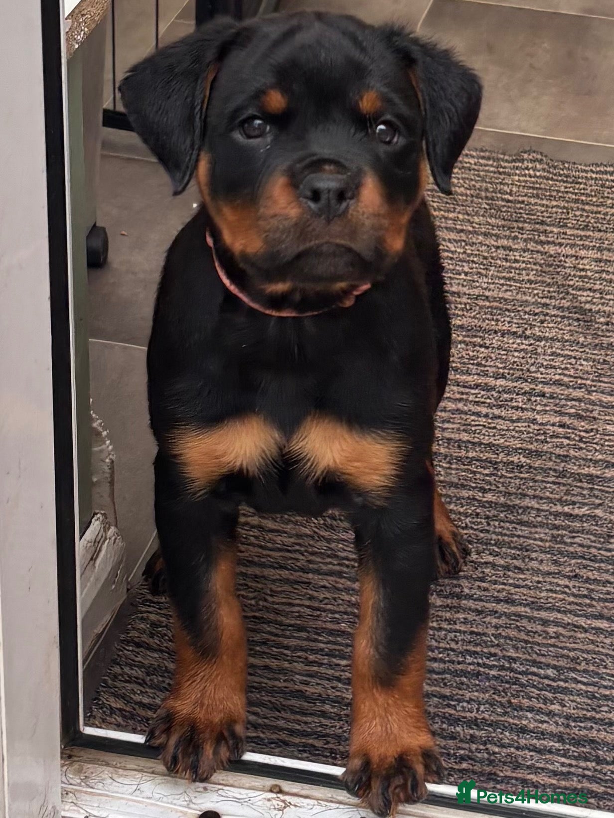Rottweiler dogs for sale: ⭐️ Rottweiler Pups from Health Tested Parents ⭐️ - Advert 1