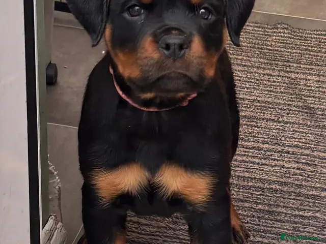 Rottweiler dogs for sale: ⭐️ Rottweiler Pups from Health Tested Parents ⭐️ - Advert 1