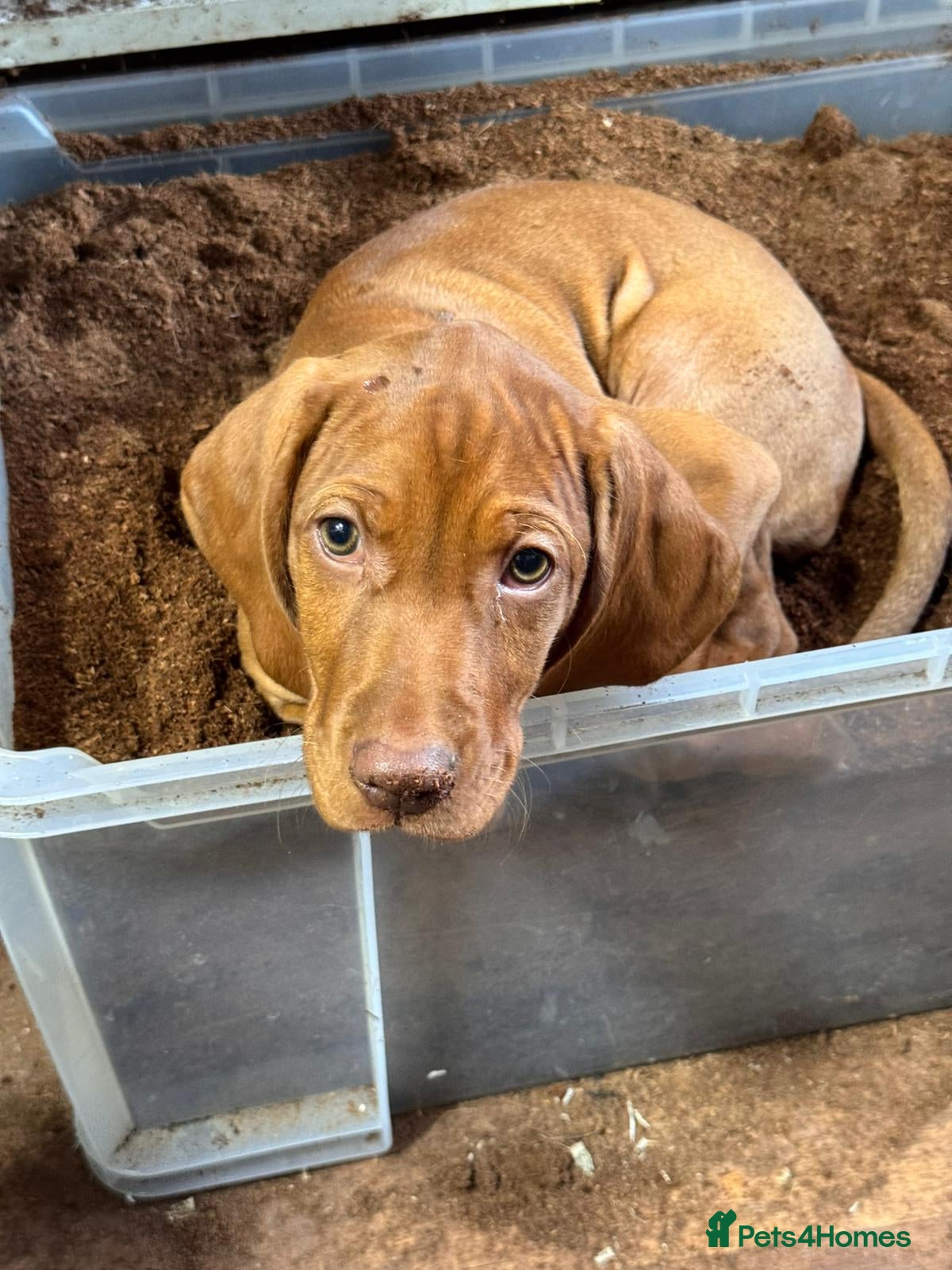 Hungarian Vizsla dogs Litter of stunning Vizslas, one girl available - Advert 2