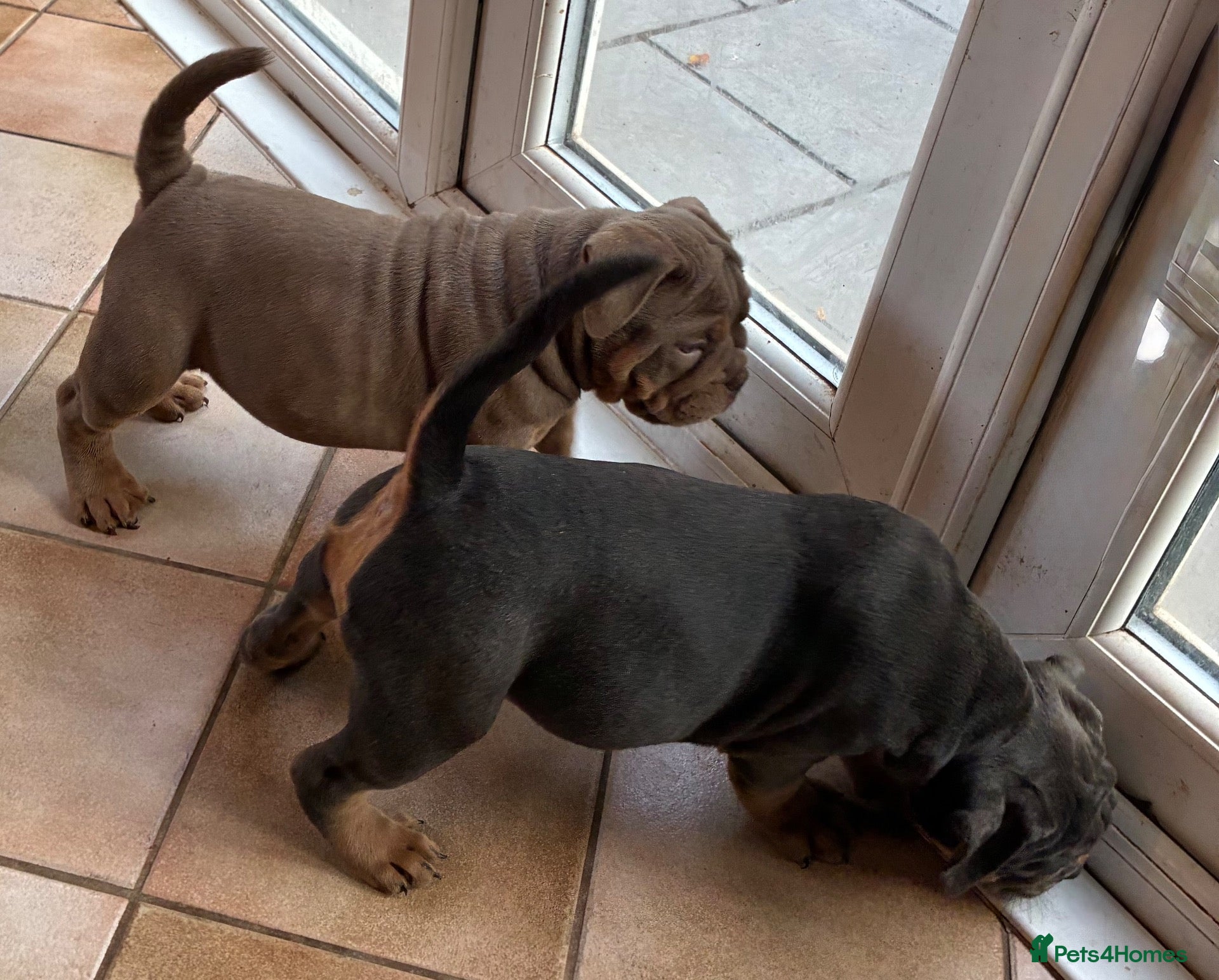 Olde English Bulldogge dogs Last 2 old English bulldogs  - Advert 1