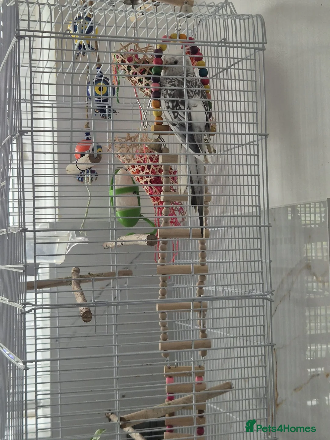 Cockatiels birds for sale: Very Tamed Playful Cockatiel in Northolt - Advert 7