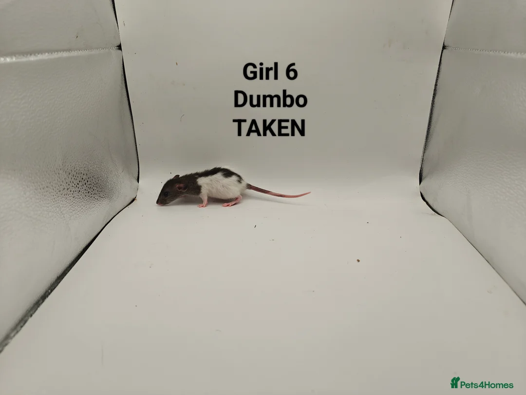 Rat rodents for sale: DEC: 24 Rats (3 Rats: 3 Boys Left) - Advert 21