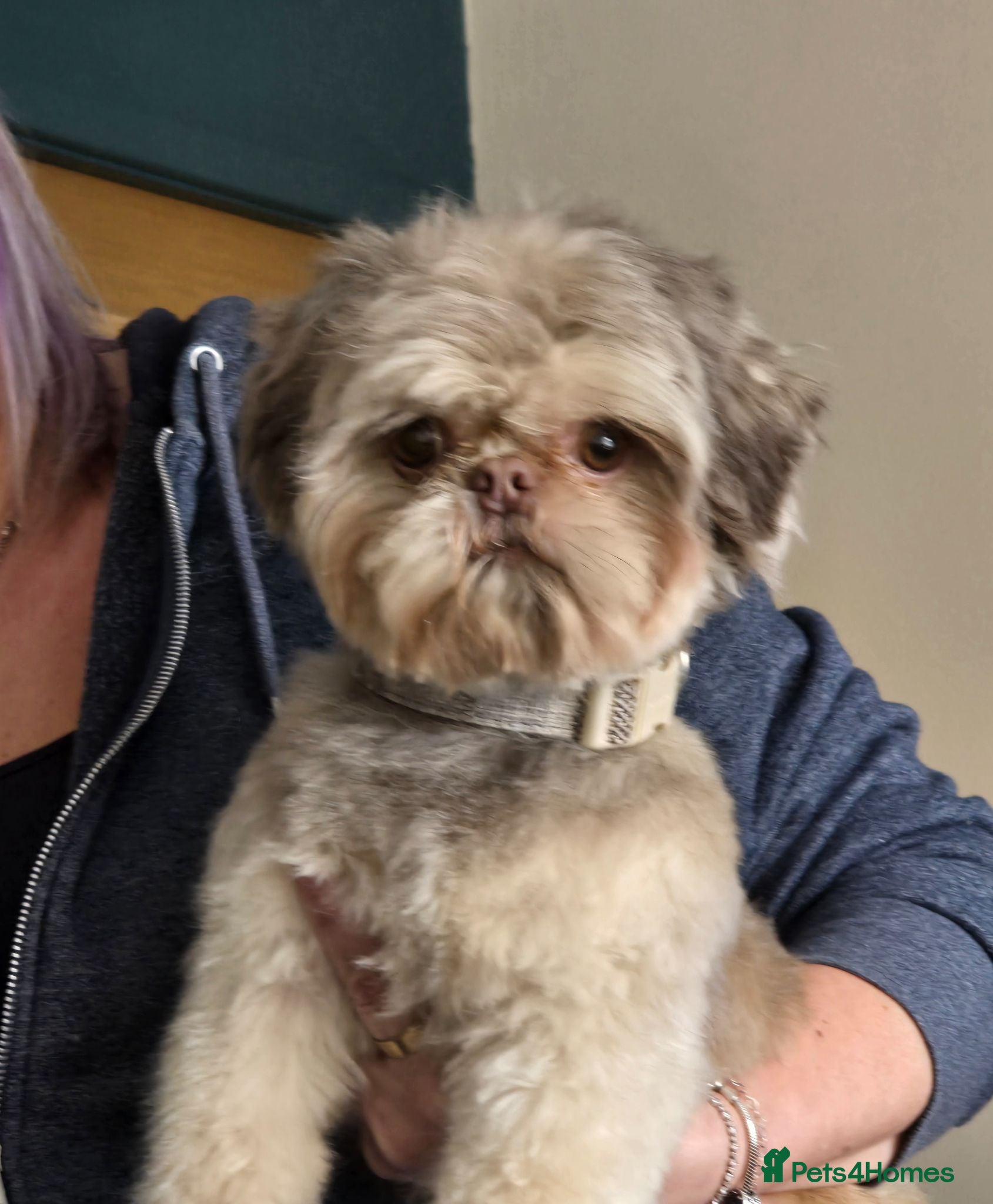 Shih Tzu dogs Adorable shih tzu pups for sale - Advert 1