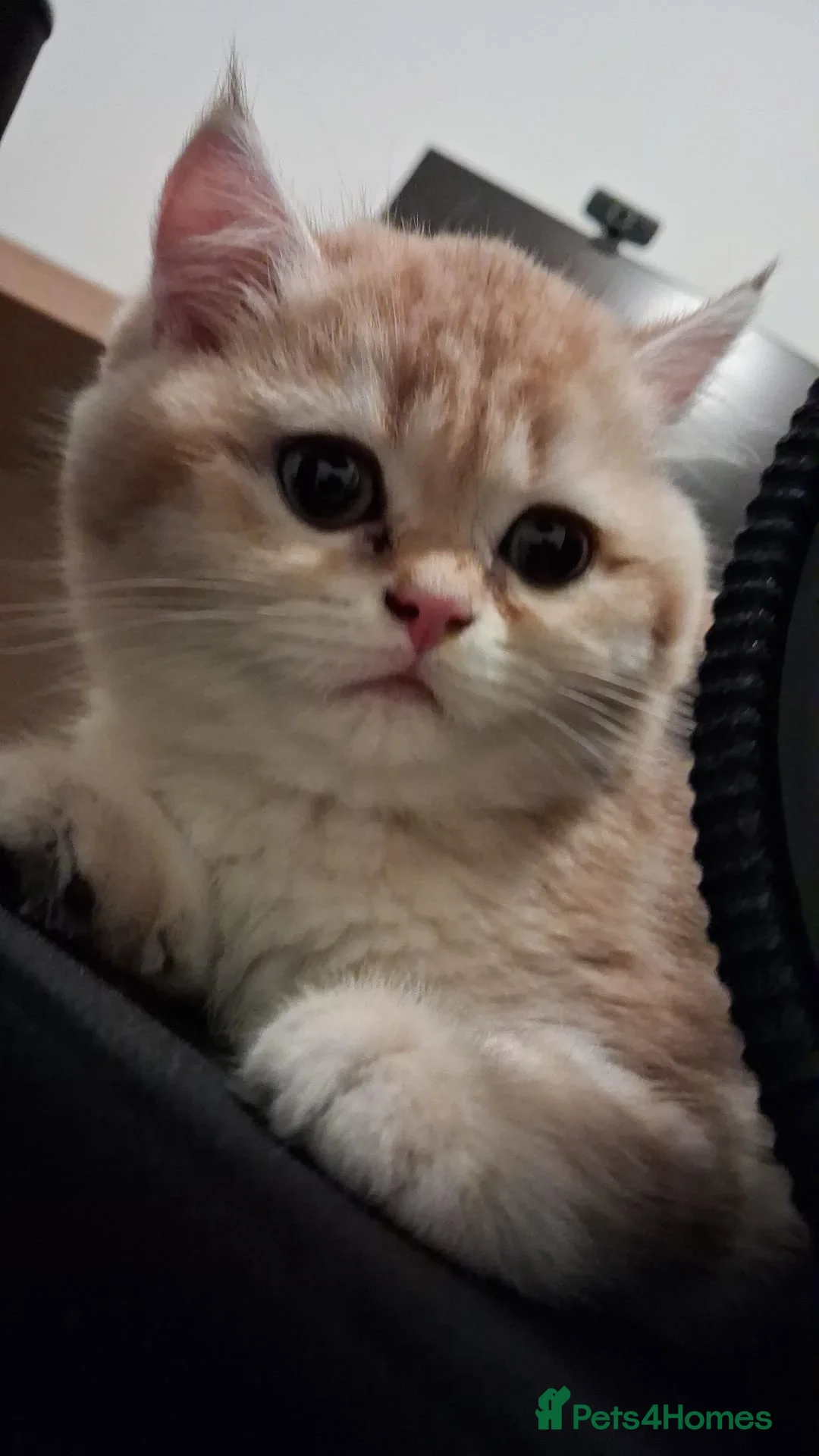 British Shorthair cats for sale: British Shorthair Golden Tabby in Edinburgh - Advert 2