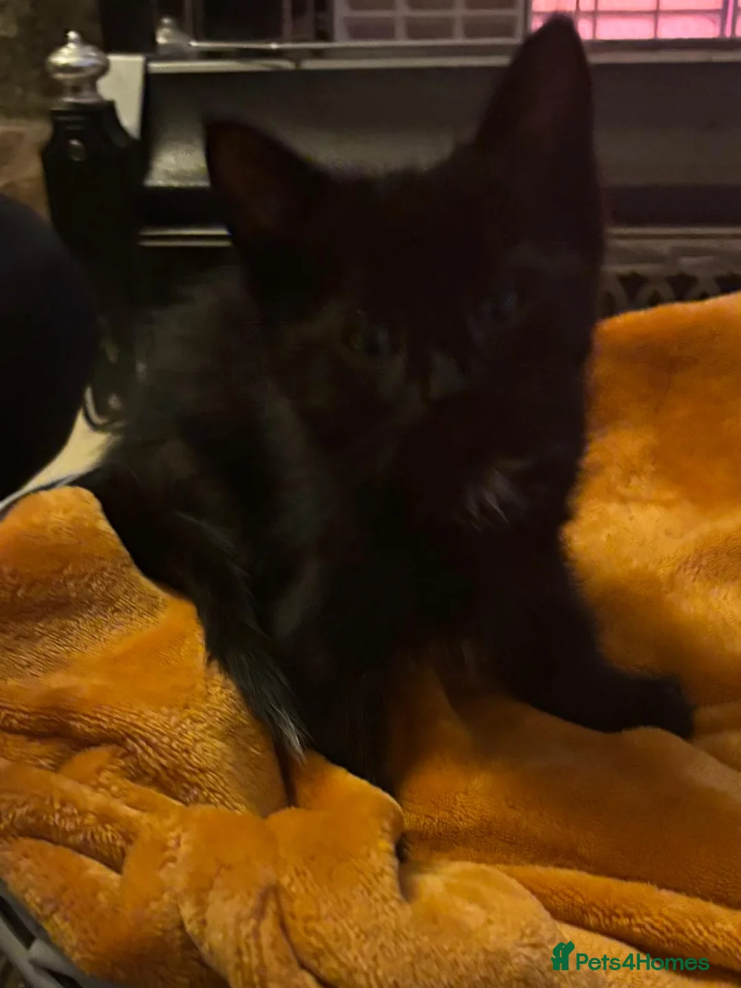 Mixed Breed cats for sale: Beautiful super fluffy mixed breed kittens - Advert 10