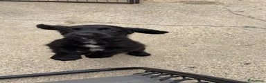 Cocker Spaniel 3