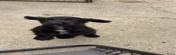 Cocker Spaniel dogs for sale: Cocker spaniel puppies in Bishop Auckland - Advert 8