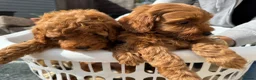 Cockapoo dogs for sale: F1b cockapoo  - Advert 5