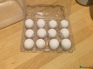 Quail poultry 12 Bob White hatching eggs £30 per dozen - Advert 4