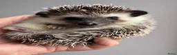 Pygmy Hedgehog rodents for sale: Baby hoglets ready now! Very friendly  - Advert 10
