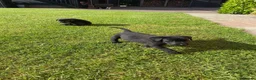 Labrador Retriever dogs for sale: Black Labrador puppies KC Reg - working background - Advert 4