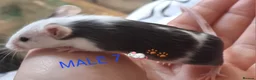 Mouse rodents for sale: MALE FANCY MICE 🐁🐾 in South Shields - Advert 19
