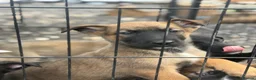Mixed Breed dogs for sale: German shepherd x Belgian malinios puppy's  - Advert 4