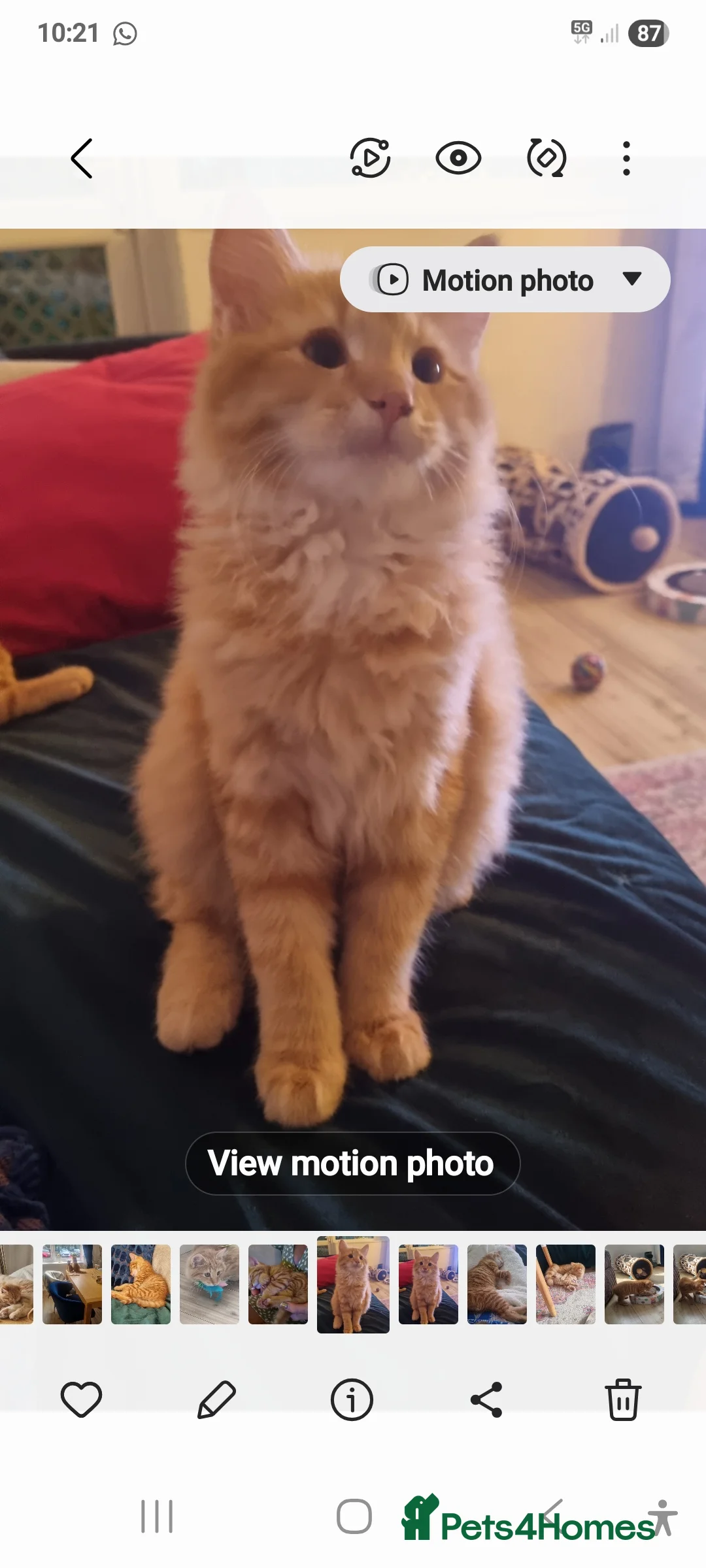 British Longhair cats for sale: Two beautiful ginger kittens for salekittens  - Advert 3