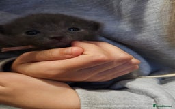 Russian Blue cats for sale: 🐾 Russian Blue Kittens 🐾 - Image 7