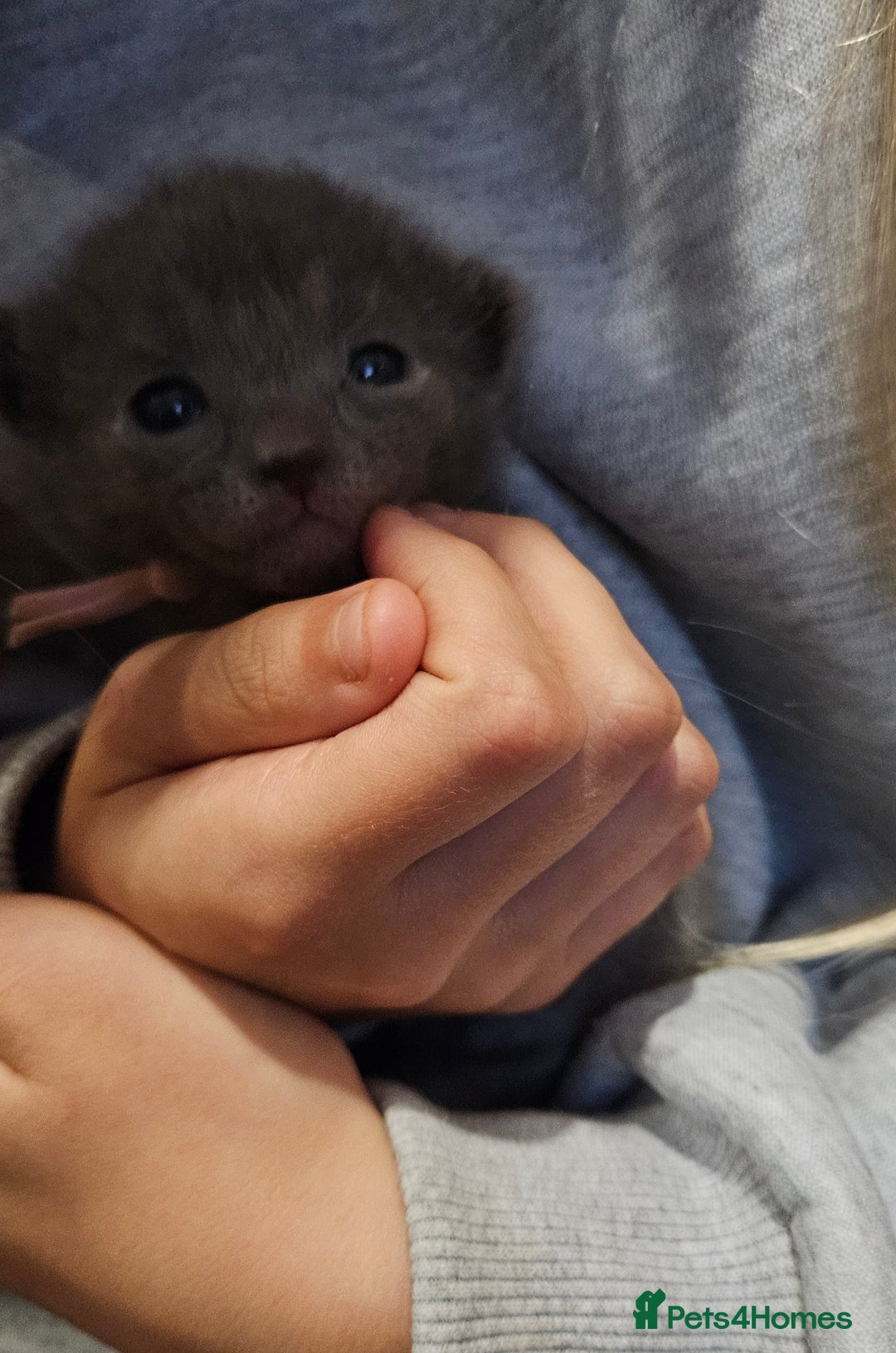 Russian Blue cats for sale: 🐾 Russian Blue Kittens 🐾 - Image 7