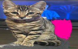 Bengal cats for sale: Indoor Bengal in London - Image 5