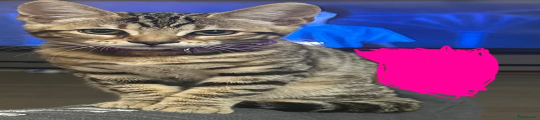 Halo 