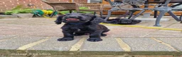 Cocker Spaniel dogs for sale: Working cocker spaniel  in Bournemouth - Advert 4