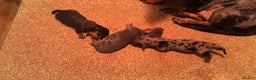 Miniature Dachshund dogs for sale: Gorgeous Miniature Dachshunds! Ready 23 Dec - Advert 9