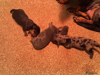 Miniature Dachshund dogs Miniature Dachshunds For Sale - Advert 11
