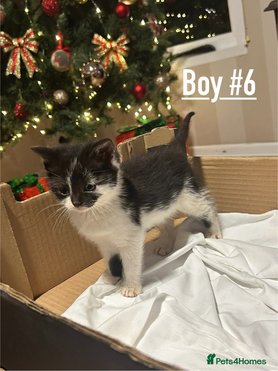 Mixed Breed cats for sale: 6 kittens for sale - Ready 16th December  - Advert 11