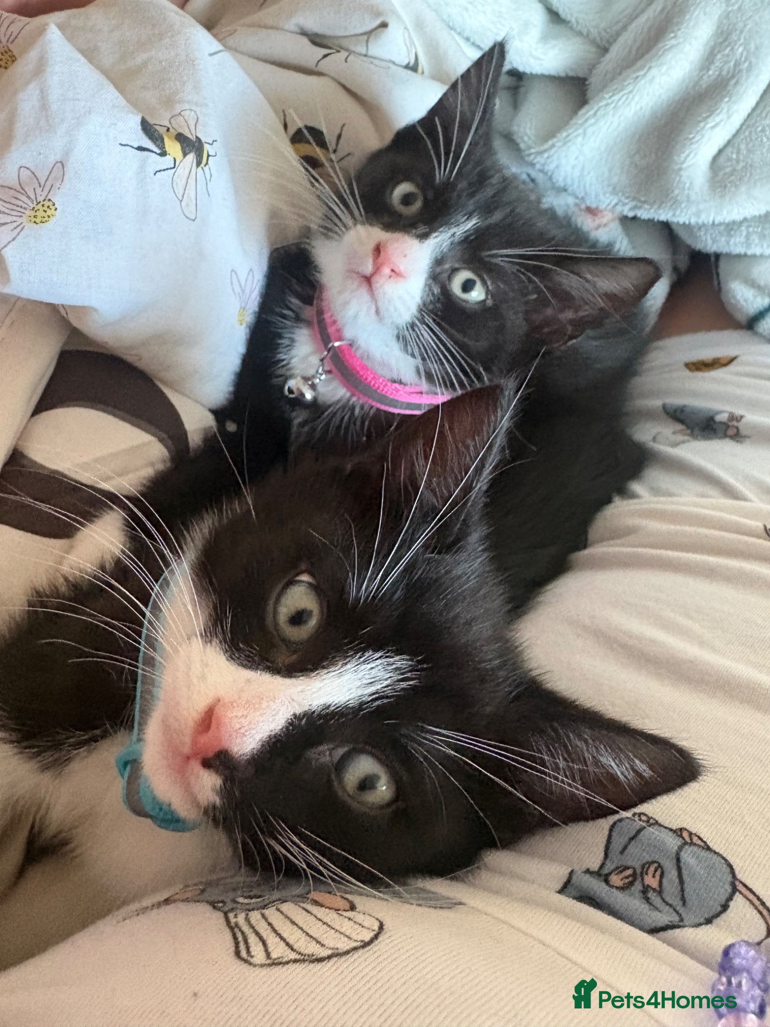 Mixed Breed cats 2 kittens brother and sister  - Advert 3