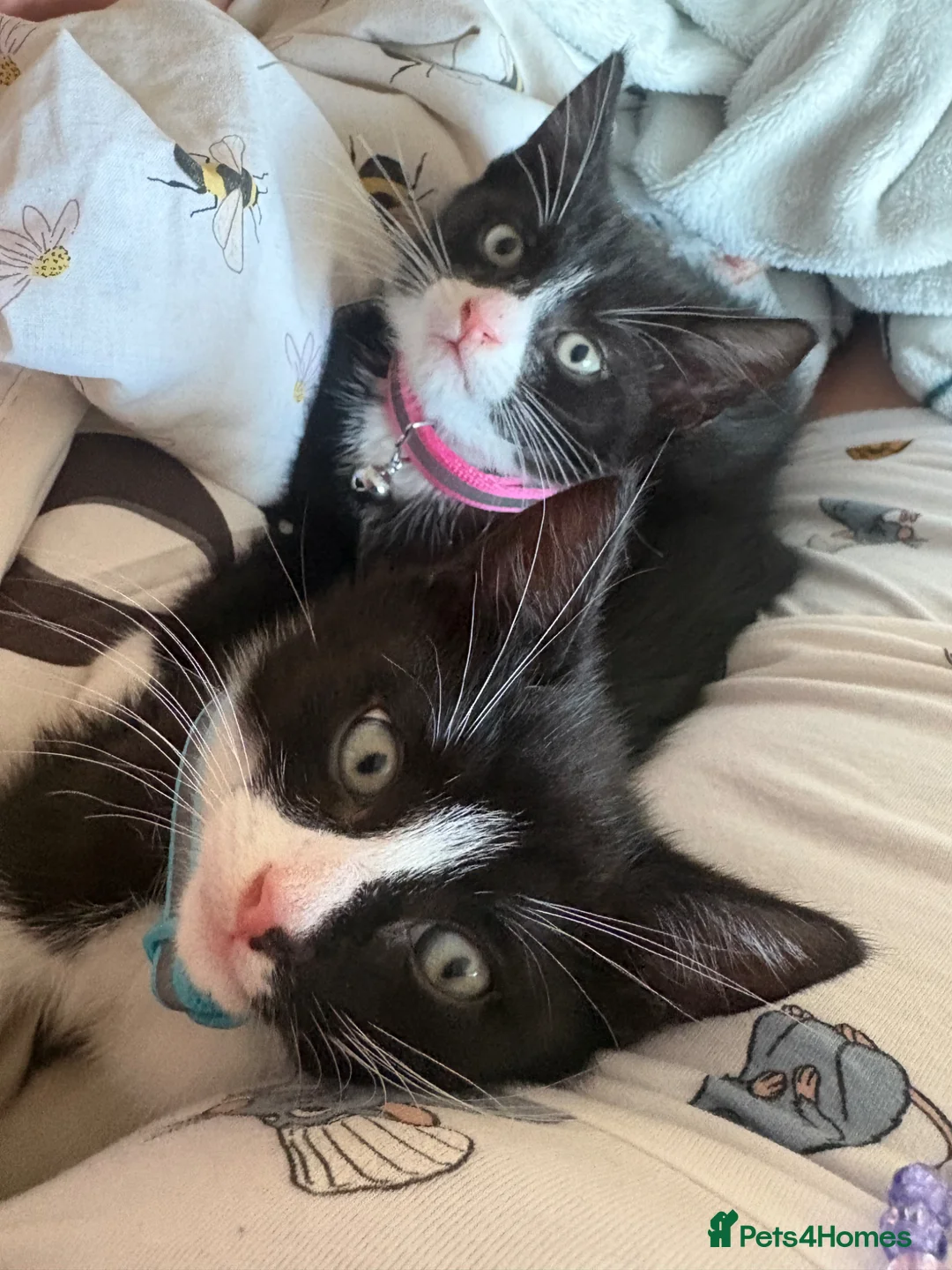 Mixed Breed cats for sale: 2 kittens brother and sister  - Advert 1