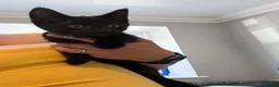 Mixed Breed cats for sale: Two beautiful boys - Advert 6