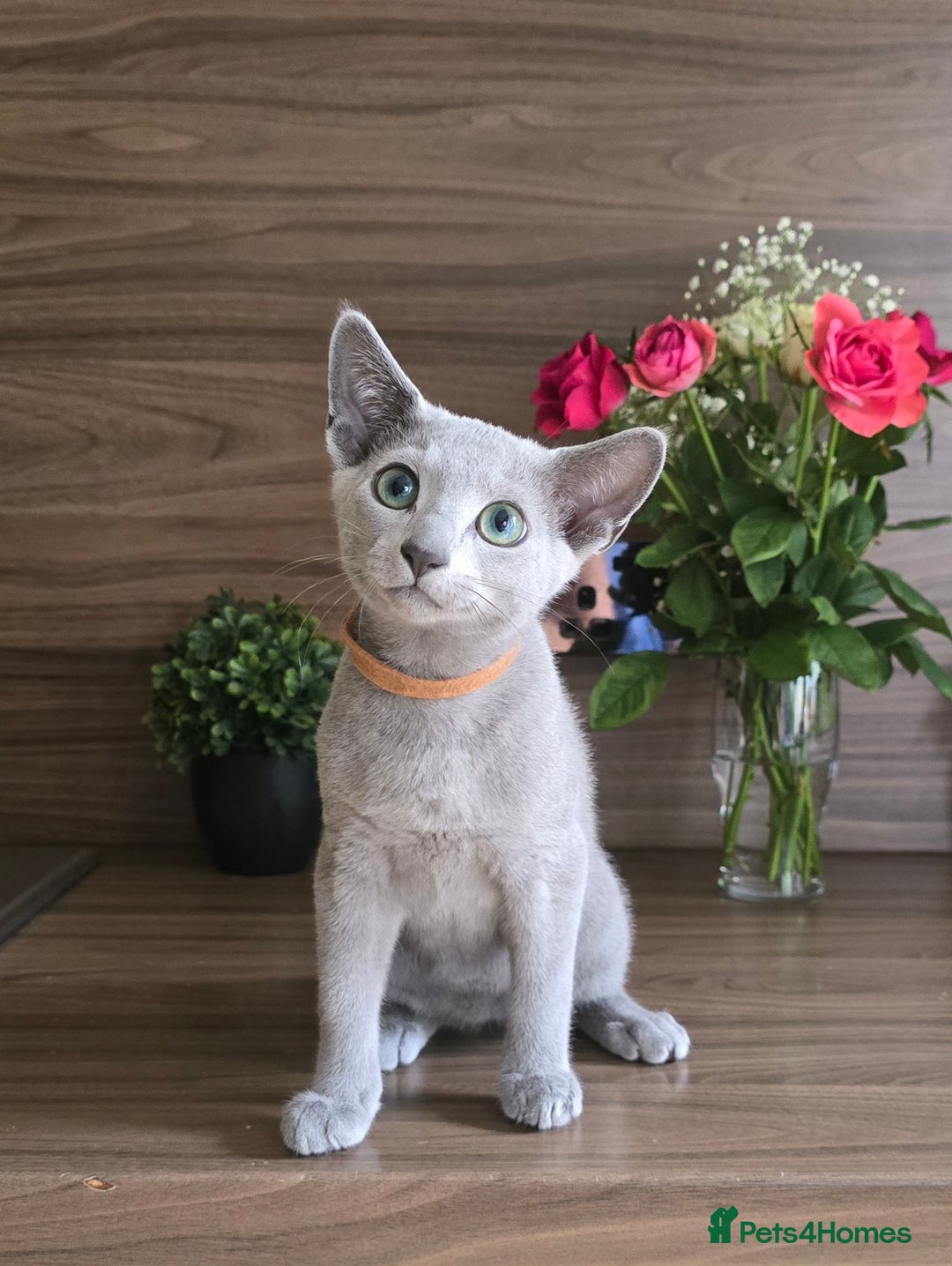 Russian Blue cats for sale: Russian Blue kittens Tica registered  - Image 17
