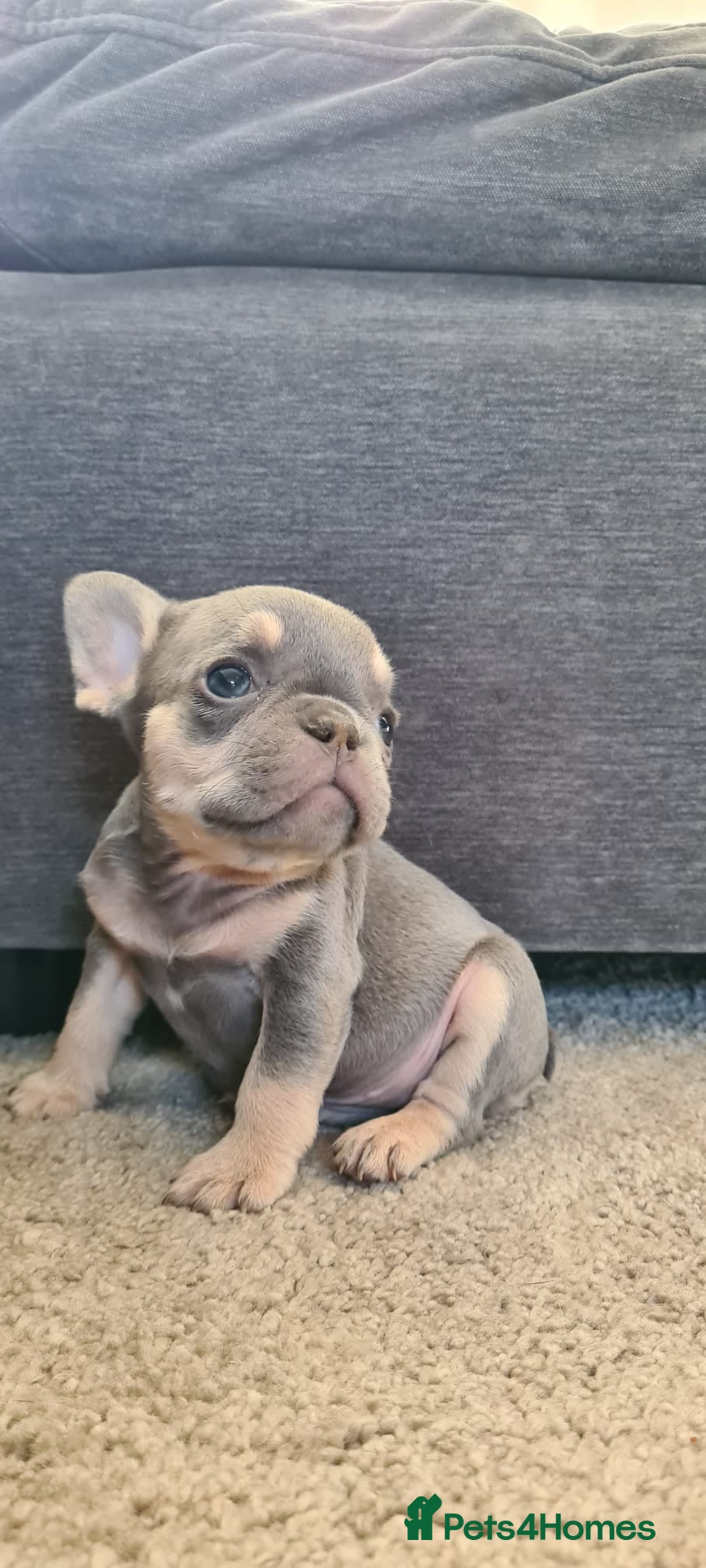 French Bulldog dogs Ready Chocolate & lilac French Bulldog puppy - Advert 2