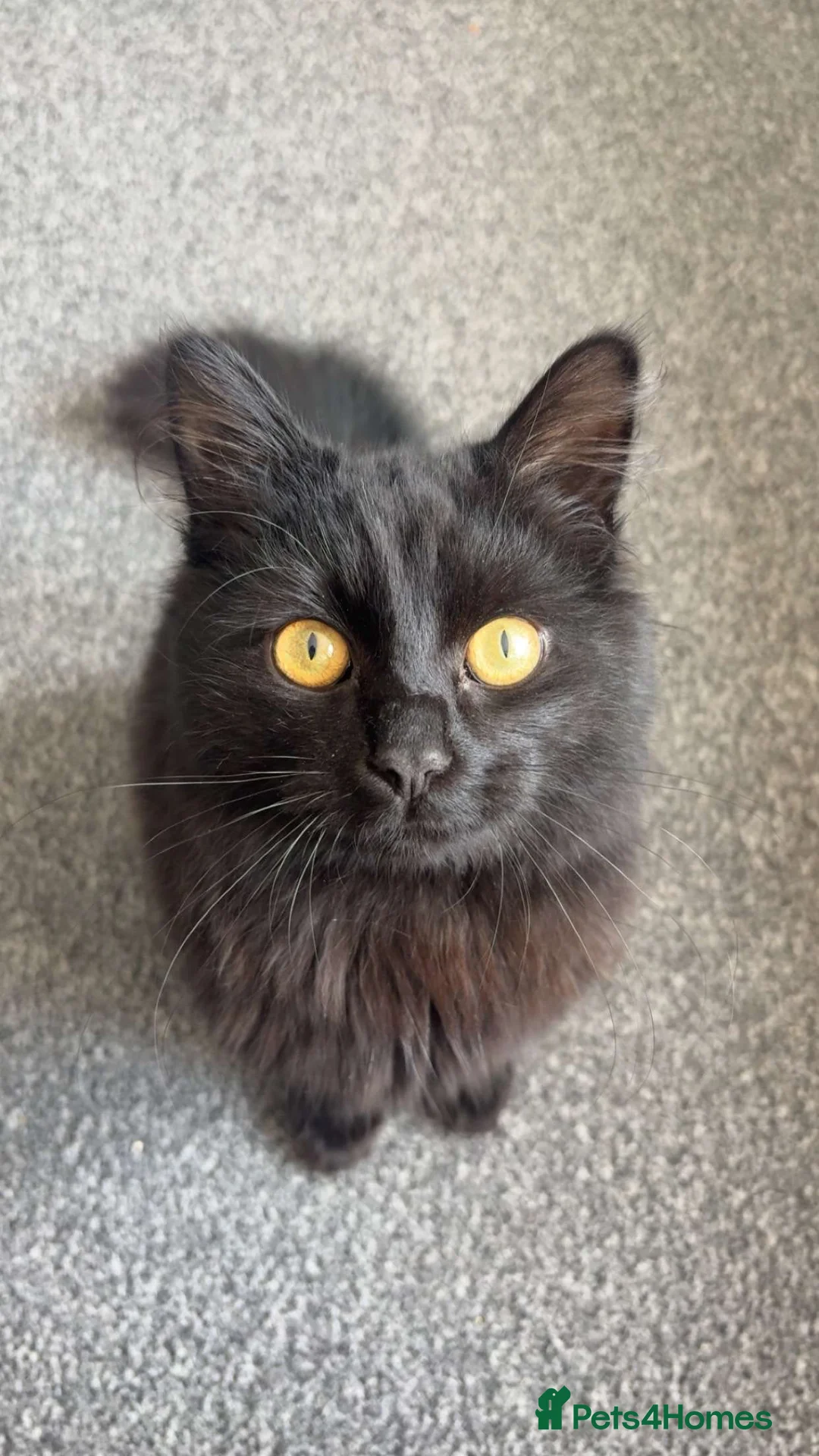 British Longhair cats for sale: Black British Longhair - Advert 1