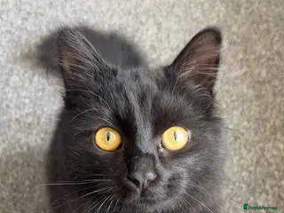 British Longhair cats Black British Longhair - Advert 2