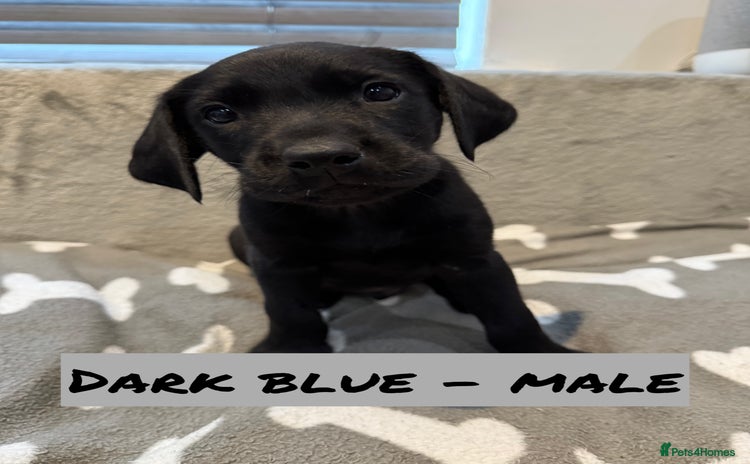 Labrador Retriever dogs - Advert 3