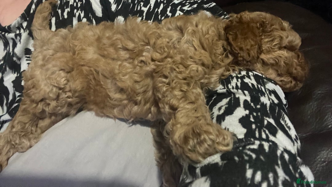 Toy Poodle dogs for sale:  Toy poodle apricot male  - Advert 9