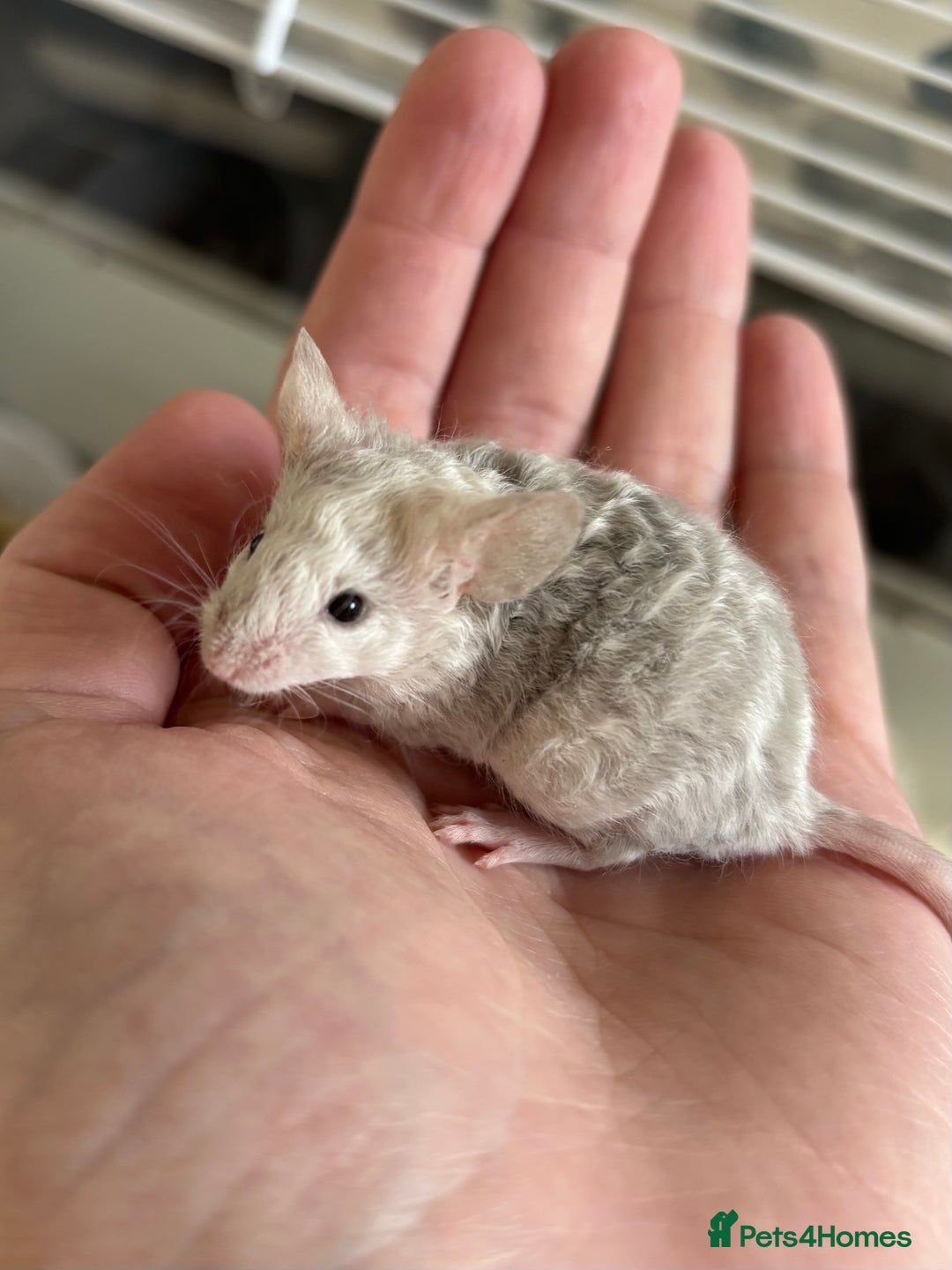Mouse rodents for sale: Male Fancy Mice (available now) - Advert 4