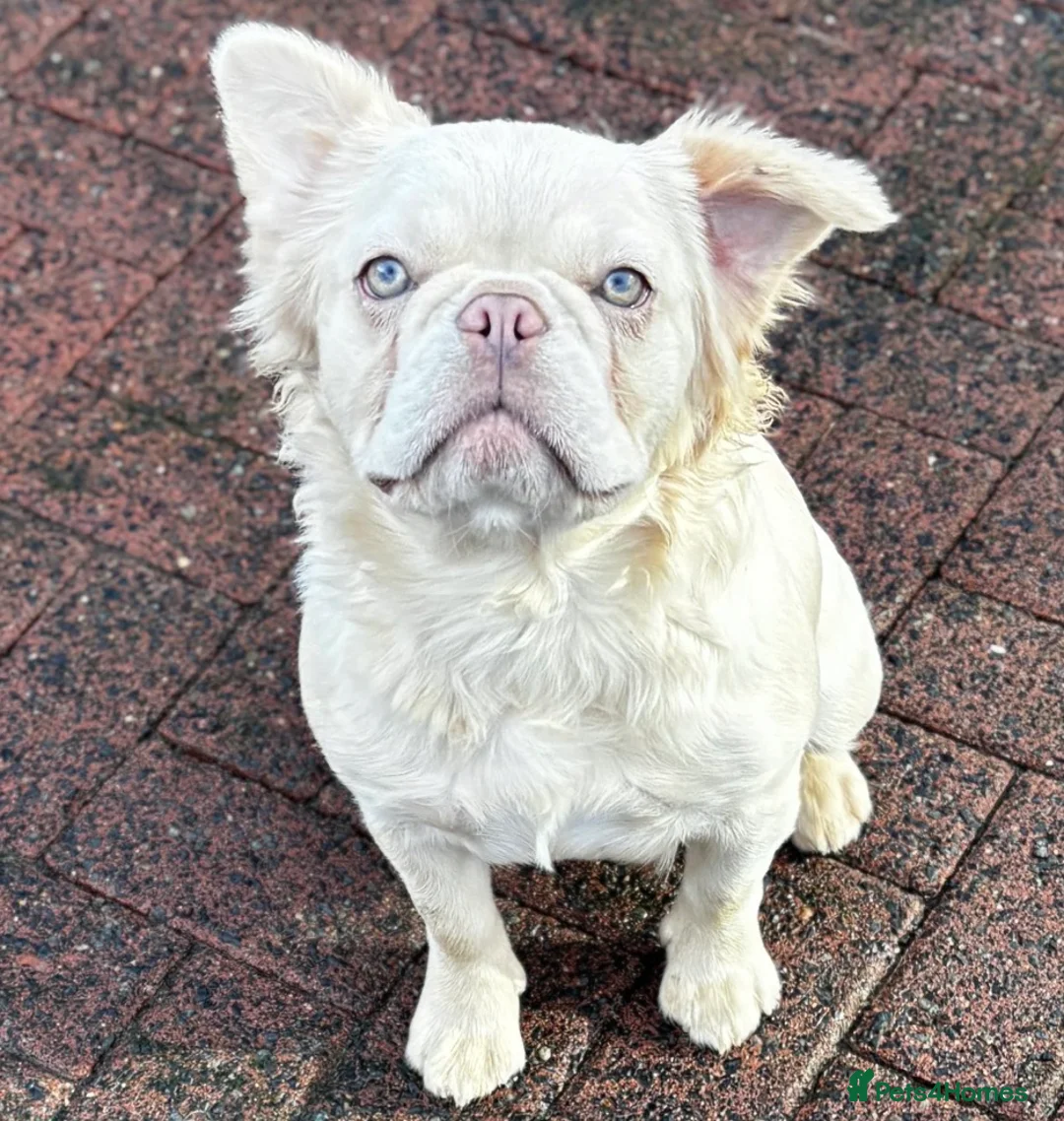 French Bulldog dogs for sale: Fluffy frenchie female - Advert 1