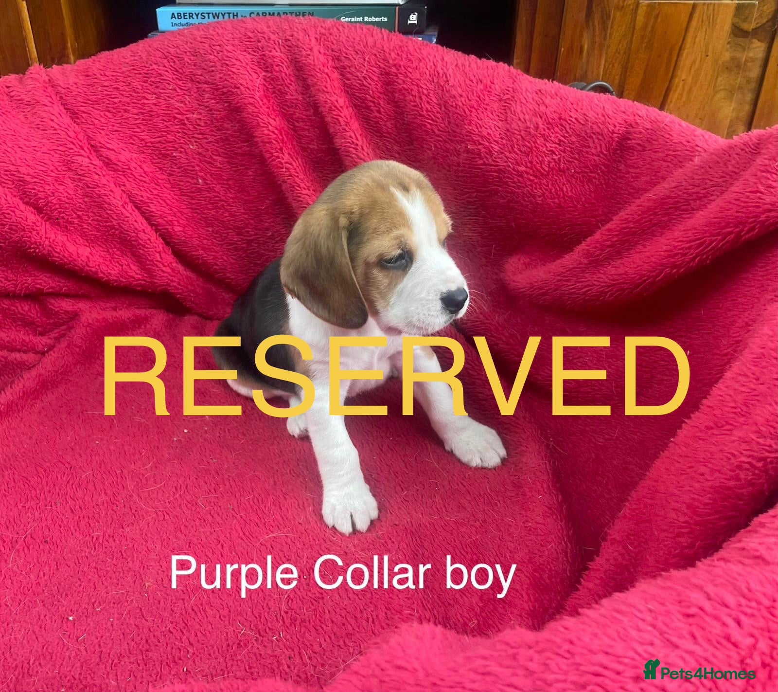 Beagle dogs Beautiful Beagle puppies for sale - Advert 2