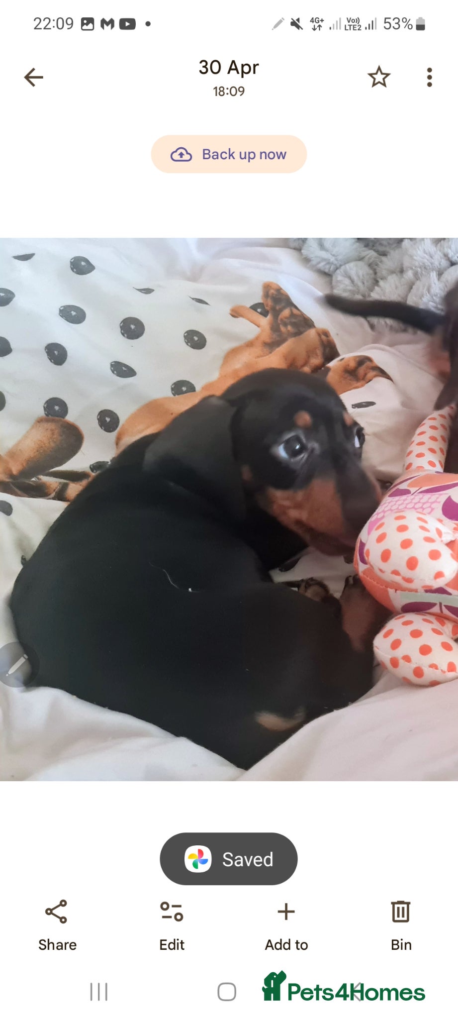 Dachshund dogs Minature daschund beautiful puppies - Advert 12