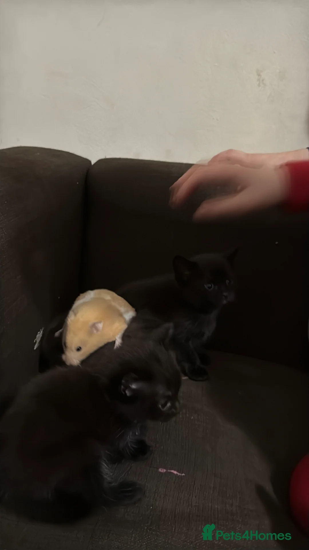 Persian cats for sale: Persian black mix with short hair black  - Advert 5