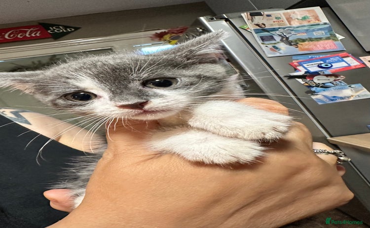British Shorthair cats - Advert 1