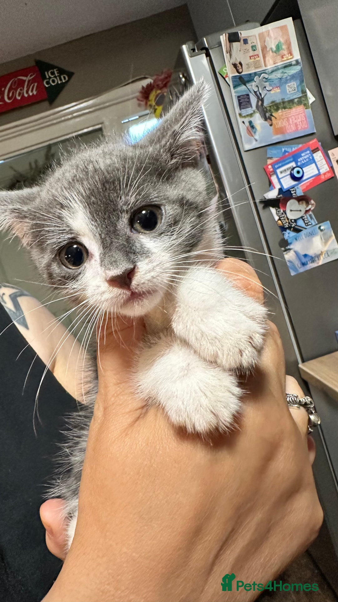 British Shorthair cats for sale: Grey ghost tabby kitten - Image 1