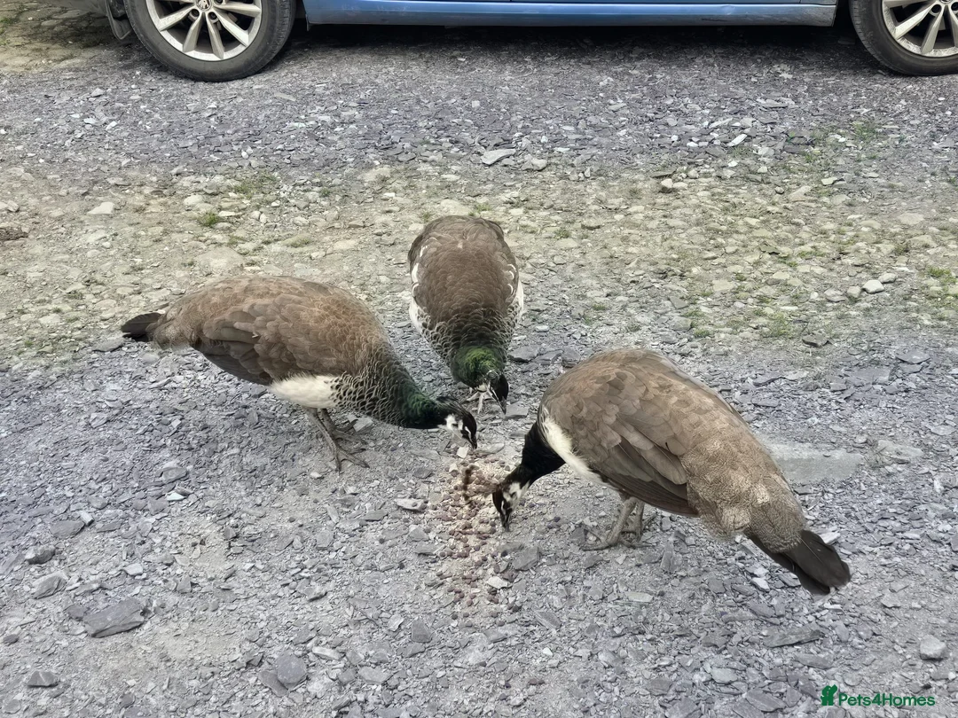 Peafowl poultry for sale: Peafowl - Peahens - Peahen- Peacock in Caernarfon - Advert 2