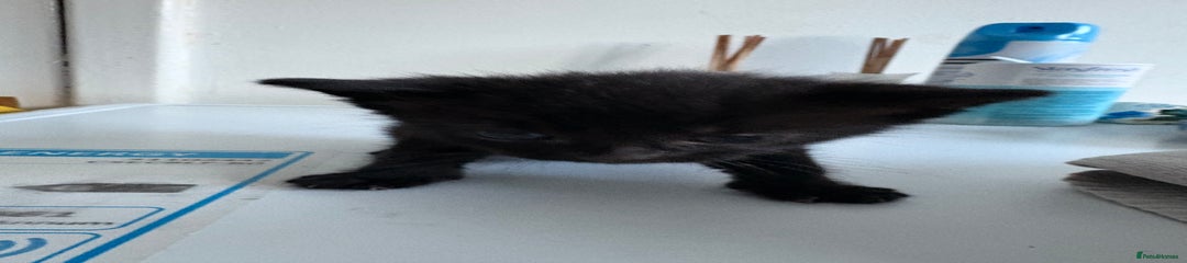 Mixed Breed Kitten 4