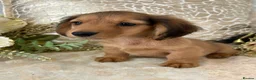 Miniature Dachshund dogs for sale: KC Long Coat Miniature Dachshund Puppies - Advert 3