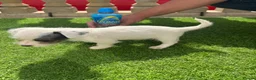 Jack Russell dogs for sale: Short legged Jack russels - Advert 13