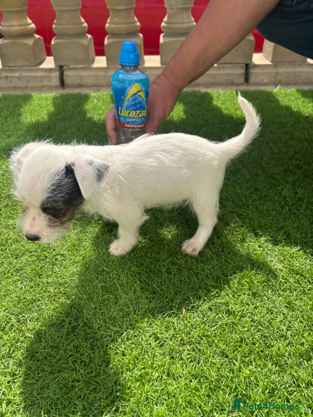 Jack Russell dogs for sale: Short legged Jack russels - Advert 13
